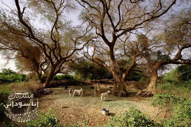 الطبيعة السودانية