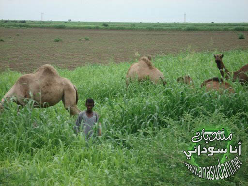 الطبيعه في السودان