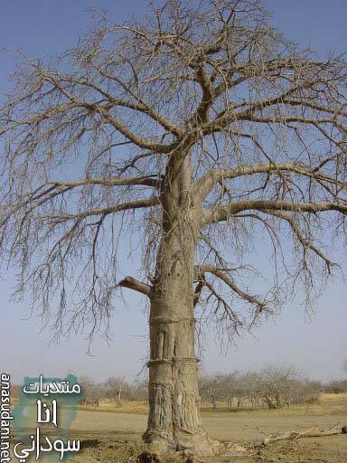 صور الطبيعة السوداني