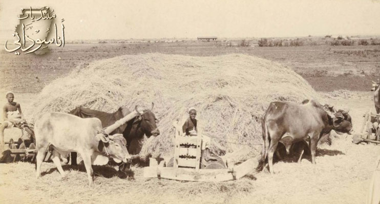 الحنطة والذرة ومزرعة تجريبية الخرطوم 1907